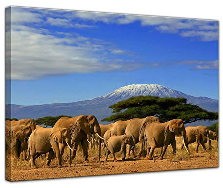 Bilderdepot24 Bild auf Leinwand | Elefanten am Kilimandscharo in 80x60 cm als Wandbild | Wand-deko Dekoration Wohnung modern Bilder | 202301