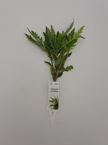 Wasserpflanzen Aquarium 1 schöne volle Bundpflanze wählen Sie selbst + 2 kleine Mooskugeln 1-2 cm (Hygrophila pinnatifida)