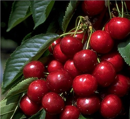 Victoria, Säulenkirsche, große Süßkirsche, selbstfruchtbar, 100-120cm, im Topf