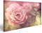 Bild auf Leinwand Abstrakt Pastel Romantischen Rosa Rosen Blumen Mit Wassertropfen Wandbild Poster Kunstdruck Bilder