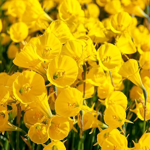 Narzisse Golden Bells | 10 Stück | Blumenzwiebel | Verwildernd | Topfpflanze | Geeignet für Kübel | Gelb | 100% Blütegarantie | QFB Gardening | Narzissenzwiebeln