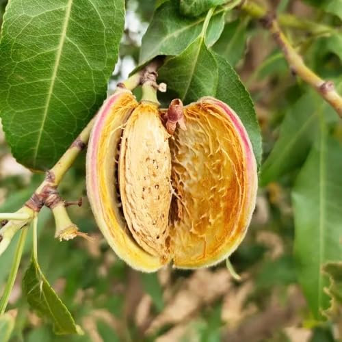 Mandelbaum samen, zimmerpflanzen,pflanzen samen blumen garten,geschenke für gartenliebhaber pflanztöpfe,gartendeko für draußen obstpflanzen,schnell wachsender,SchöNe Topfpflanze garten 30pcs