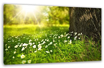 Blumenwiese Sonnenlicht Leinwandbild Bild Drucke Landschaft Panorama-Leinwanddrucke Gemälde Moderne Natur Landschaft Bilder Kunstwerk für Schlafzimmer Wanddekoration 60 x 96 cm (23,6 x 37,8) gerahmt