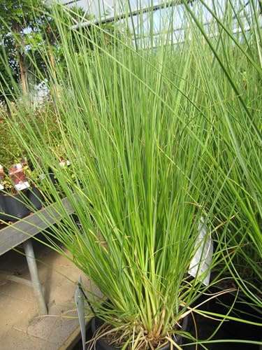 Pampasgras Sunningdale Silver - Cortaderia selloana