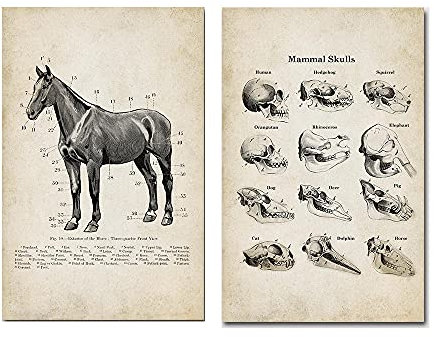 ZHJJD Hund Pferd Tier Anatomie Poster Vintage Skelett Schädel Medizinische Gemälde Bild Leinwand Hund Pferd Wand Bilder Anatomie Bild Dekor 50x70cmx2 Kein Rahmen, Schwarz & Weiß