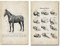 ZHJJD Hund Pferd Tier Anatomie Poster Vintage Skelett Schädel Medizinische Gemälde Bild Leinwand Hund Pferd Wand Bilder Anatomie Bild Dekor 50x70cmx2 Kein Rahmen, Schwarz & Weiß