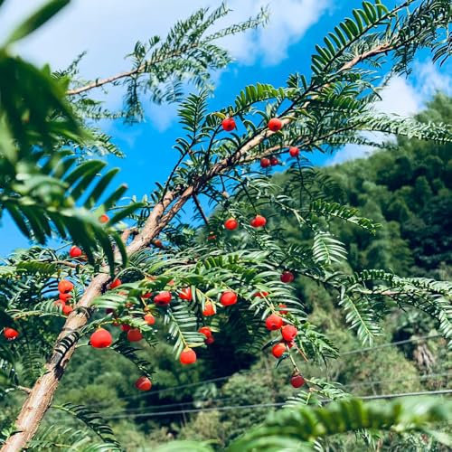 Taxus baccata samen, zimmerpflanzen echt samen eibe pflanze samen, exotische pflanzen winterhart bonsaibaum, pflanzen züchten topfpflanzen draußen winterhart baumsamen bäume garten 100pcs