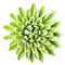 ALANIZ Wandkunst aus Keramik, Wandblume aus Keramik, künstliche, handgefertigte grüne Chrysanthemen-Blumenskulptur aus Keramik, 3D-Wandkunst, Dekoration for Zuhause, Büro, Hochzeitsgeschenk, 13 cm