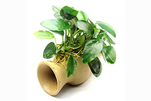 Dennerle-Plants Wels-Amphore, Anubias nana auf Tonamphore