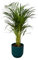 Trendyplants - Arecapalme - ↨85cm - Ø19cm inklusive elho Vibes Fold Rund blau Ø22cm x ↨20cm