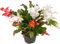 Cactus de Flores Folgantes - Schlumbergera - Planta Natural de Interior