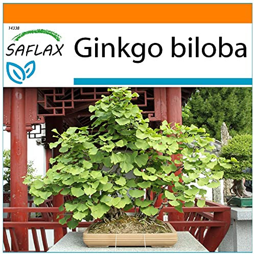 SAFLAX - Garden in the Bag - Albero dei ventagli - 4 semi - Ginkgo biloba