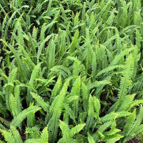 farn, farne küchenkräuter, farnsamen bodendecker gartenkräuter farne winterhart für garten, balkon kräutergarten 55pcs