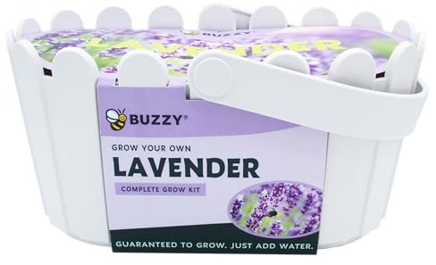BUZZY Seeds Grow Your Own Lavender Basket – Indoor Flower Grow Kit with Growing Medium, Easy Instructions, Decorative White Basket – Ideal Gardening Gift for Beginners Plant Lovers DIY