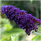 1 Buddleia davidii 'Black Knight' in 9cm Pot Buddleja Butterfly Bush 3fatpigs®