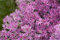 Sedum spectabile 'Carl' ca. 11x11 cm Topf - Fetthenne, rosa Blüten, Blütezeit August-Oktober, ideal für Steingärten, trockenheitsresistent, pflegeleicht