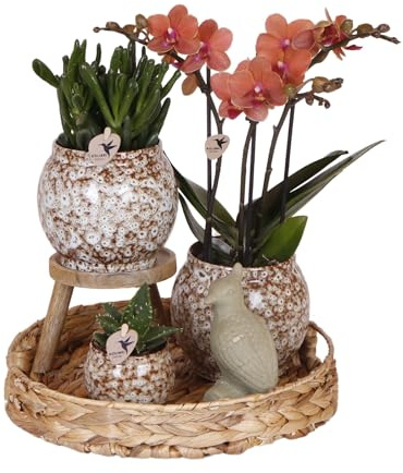 Kolibri Company | Geschenkset Ungezähmte Natur | Pflanzenset mit roter Phalaenopsis Orchidee und Sukkulenten inkl. Keramik Ziertöpfe