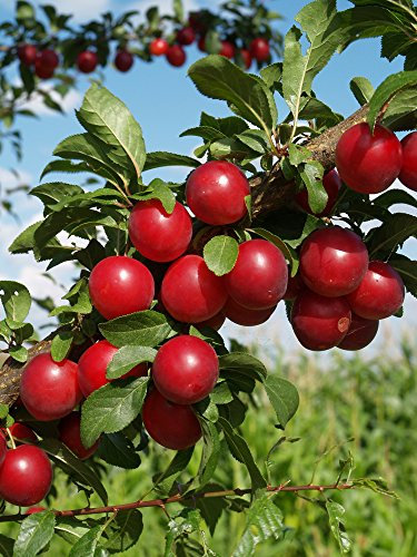 Graines de prunier cultivées à la maison Prunier rouge américain Paquet de 100 graines