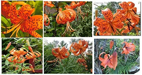 Portal Cool Orange Tiger Lilies Beautiful Perenne Flower 25 semi:Seeds Only