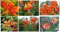 Portal Cool Orange Tiger Lilies Beautiful Perenne Flower 25 semi:Seeds Only