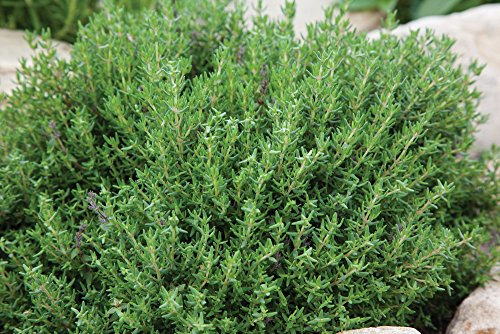 1 plante de thym en pot, 14 cm, aromatique, potager.