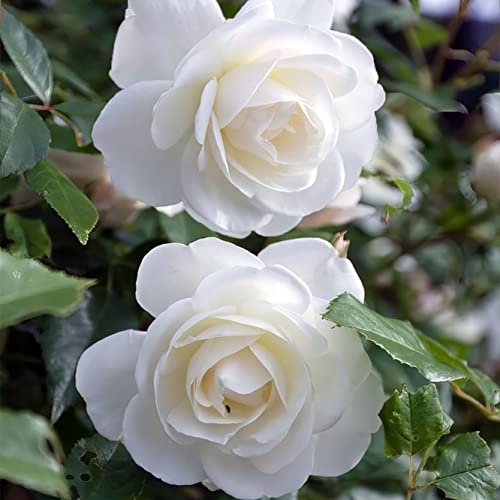 1 White Bush Rose Bare Rooted Plant, 30-40cm Tall Fragrant Shurb, Trellises Outdoor Landscape Aroma Flowers Archway Garden Fences Pergola