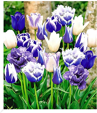 BALDUR Garten Tulpen-Mix 'Blue Blend', 10 Zwiebeln, Tulipa, Blumenzwiebeln, pflegeleicht, Wasserbedarf gering, blühend, Schnittblume, enthält viele Tulpen-Sorten