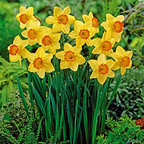 Narzissen-Zwiebeln Red Devon Blumenzwiebeln Osterglocken - Mehrblütige Narzisse - mehrjährig - 5 Narzissenzwiebeln von Garten Schlüter - Pflanzen in Top Qualität