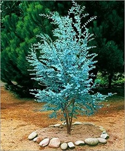 (Eucalyptus * Ambizu *) 50 Cider Gum Eukalyptussamen - Eukalyptus gunnii