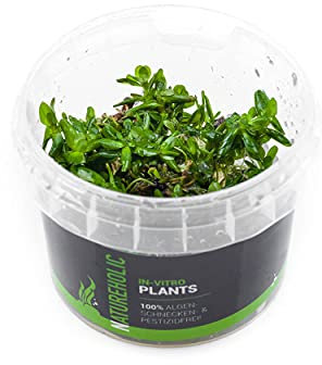 Indische Rotala/Rotala Indica - NatureHolic In-Vitro Aquarium Nano Aquarium Pflanze
