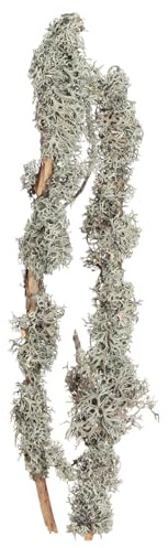 Natur Dekozweige Graumoos 1kg Rustikale Flechtenzweige 30-60cm für Kreative Wohnraumdekoration und DIY-Projekte