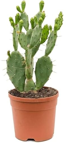 Cactus Opuntia Indica VULGARIS - Prickly pear pad Succulent Cacti in 15cm Pot