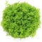 Hemianthus Micranthemoides in Vitro Live Aquarium Plant - Ideal for Aquascaping and Freshwater Tanks K2AQUA