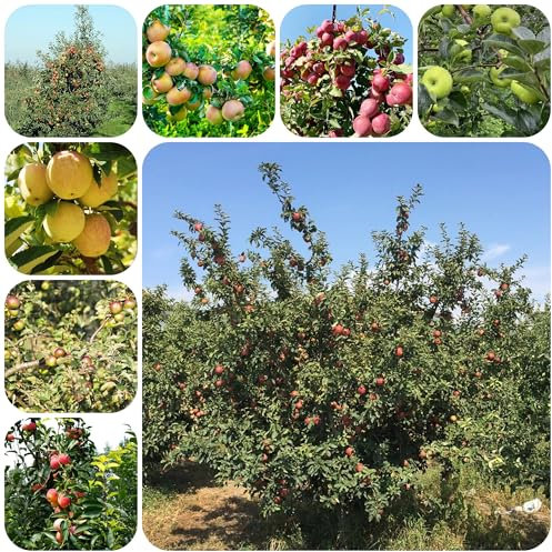 apfelbaum samen - säulenobst obstbaum apfelbaum winterharte pflanzen für garten apfel exotische samen bio saatgut säulenobstbäume dekopflanzen dachbegrünung pflanzen garten 125pcs