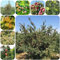 apfelbaum samen - säulenobst obstbaum apfelbaum winterharte pflanzen für garten apfel exotische samen bio saatgut säulenobstbäume dekopflanzen dachbegrünung pflanzen garten 125pcs