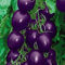 Haloppe Packung mit 100 Tomatensamen zum Pflanzen im Hausgarten, Pflanzensamen, die natürliche lila Tomatensamen für den Garten verklumpen Violett