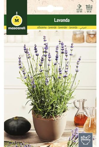 Mascarell Semillas, LAVANDA, Semillas de Hierbas Aromáticas para Plantar, Crea tu Propio Huerto en Casa, 0,5 Gramos