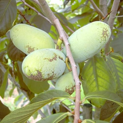 NC1 Campbells Nr. 1 veredelte Indianerbanane Paw Paw Asimina triloba 3 lappige Papau
