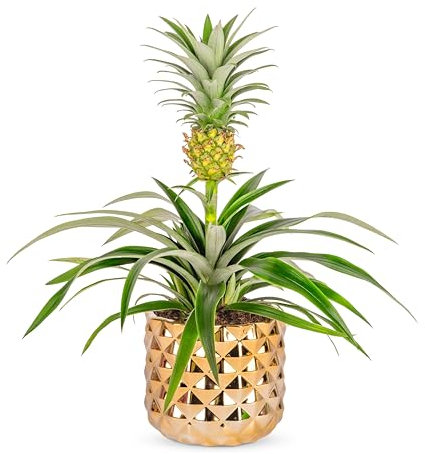 Pineapple Plant - Fresh Plants - Birthday, Anniversary, Get Well, Thank You, Occasion Flower - Planter for Home Décor, Gifts, Weddings, Sympathy, Celebrations, and Special Events