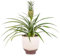 Fresh Pineapple Plant: Unique Tropical Gift Delivered for Birthdays & All Occasions!