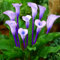 Elegante Calla-Lilie, seltene Farbe, winterharte Qualitätszwiebel, mehrjährig, Dekoration für Gärten und Innenräume-5 zwiebeln-E