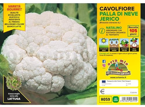 Pianta vera di Cavolfiore palla di neve o natalino Jerico F1 - Diametro Vaso Plateaux da 6