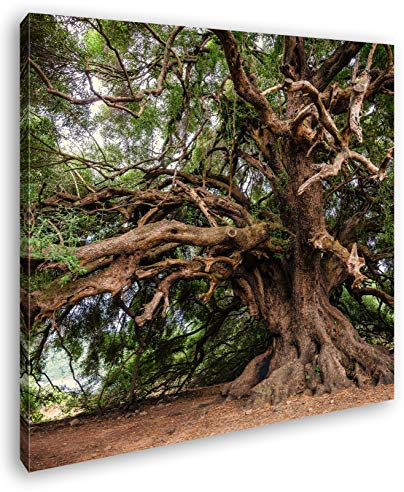 deyoli Alter Olivenbaum Format: 60x60 als Leinwand, Motiv fertig gerahmt auf Echtholzrahmen, Hochwertiger Digitaldruck mit Rahmen, Kein Poster oder Plakat