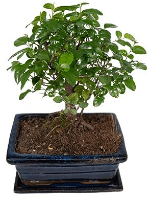 Bonsai Sageretia theezans