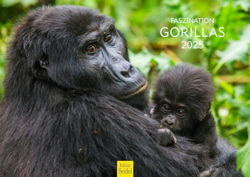 Edition Seidel Premium Kalender Faszination Gorillas 2025 Format DIN A3 Wandkalender Tierkalender Afrika Regenwald Affen Primaten Wildtiere Waldtiere