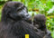 Edition Seidel Premium Kalender Faszination Gorillas 2025 Format DIN A3 Wandkalender Tierkalender Afrika Regenwald Affen Primaten Wildtiere Waldtiere