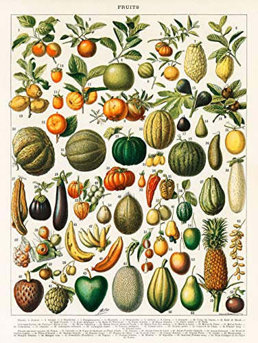 Poster mit Früchten, botanischem Motiv, Vintage-Druck, Obst-Illustration, Wandkunst, Poster, Vintage, 19. Jahrhundert, WBFRU-18 (30 x 40 cm)