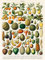 Poster mit Früchten, botanischem Motiv, Vintage-Druck, Obst-Illustration, Wandkunst, Poster, Vintage, 19. Jahrhundert, WBFRU-18 (30 x 40 cm)