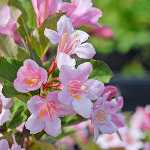 Suttons Deciduous Perennial Weigela Florida 'Polka' Hardy Flowering Shrub, Perfect for Cottage Gardens, Wildlife Gardens, Specimen Plant & Woodland Gardens 3.5 Litre Potted Plant (1)