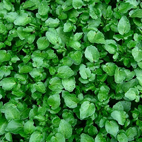 KIRA SEEDS - Seeds Cornsalad - Lamb's Lettuce - Heirloom Vegetable - GMO Free